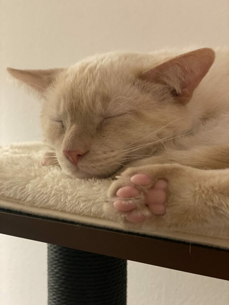 Prozac, a flame point siamese cat, sleeps on a cat tower. The photo is a close up of his cute face with his back paw facing the camera. He has perfect pink toe beans.