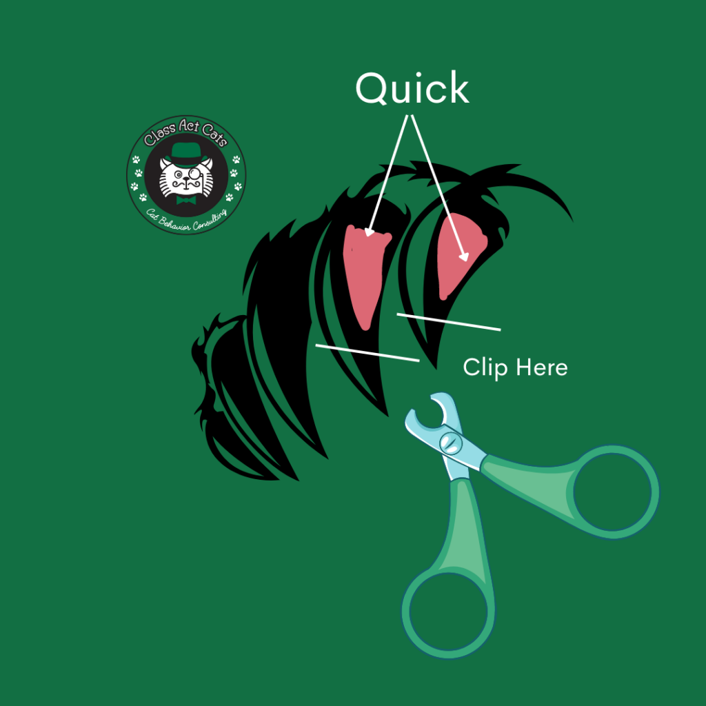A diagram of where the quick is in a cat's claws. There is a black cartoon drawing of cat claws with pink triangles near the base of the claws. The word "quick" has two arrows pointing to the pink triangles. A white line in the claws closer to the tip indicates where to clip. There is a graphic of clippers and Class Act Cats' logo. It is important when figuring out how to trim a cat's nails that won't let you to clip in the right place!