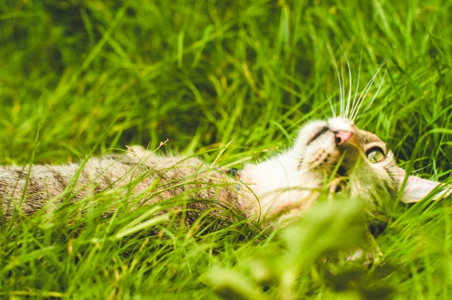 A brown tabby cat with green eyes lays on the back in a field of grass.