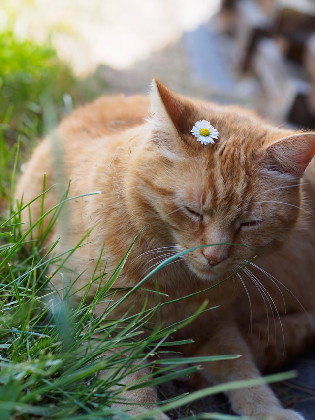 An orange tabby cat sits in grass with their eyes closed and a small daisy by their right ear.