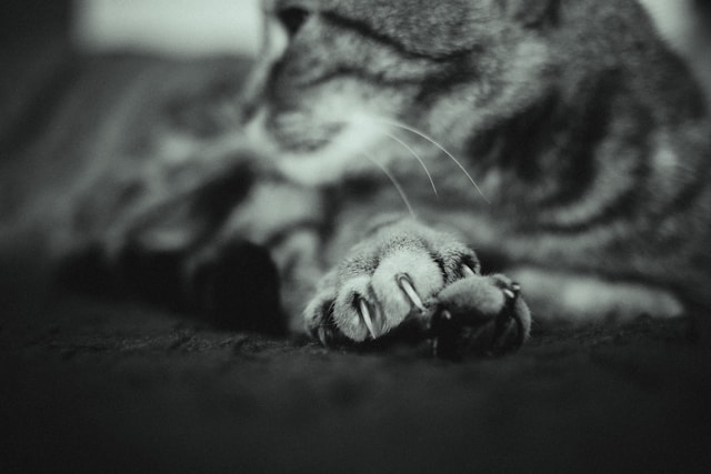 A black and white photo of a tabby cat's nails. The nails and cat's paw are at the forefront of the photo with a blurred view of the cat in the background.
