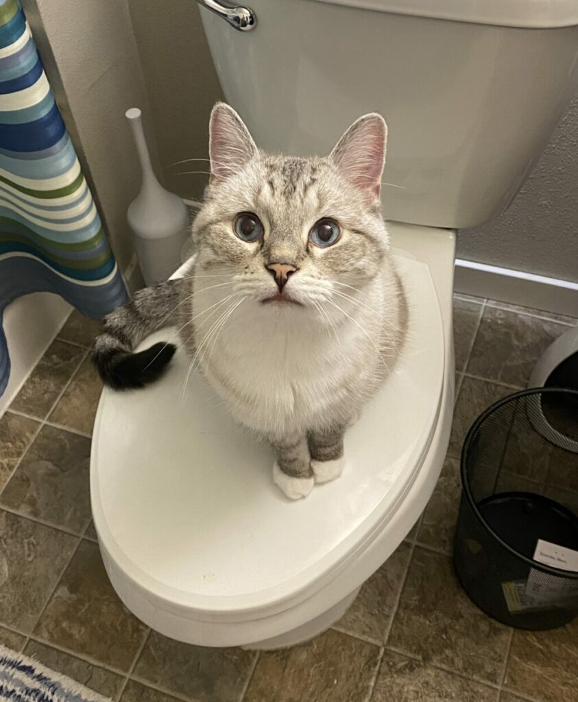 A lynx point Siamese cat, Zoloft, sits on a closed toilet looking at the camera. His ears are perked up.