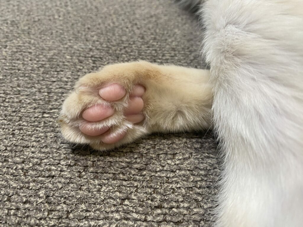 A very perfect buff colored cat paw with perfect pink toes is close up against a gray couch. It peeks out from under some cream fur.